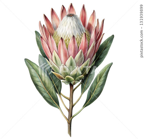 King Protea flower with leaves isolated on white background  King Protea flower with leaves isolated on white background  131939899