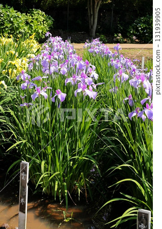 Flower iris Hanashobu vertical position Flower iris Hanashobu vertical position 131939905
