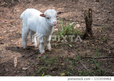 A cute baby goat in nature. Goat is related to the sheep, the goat is lighter of build, has horns that arch backward, a short tail, and straighter hair. A cute baby goat in nature. Goat is related to the sheep, the goat is lighter of build, has horns that arch backward, a short tail, and straighter hair. 131939968