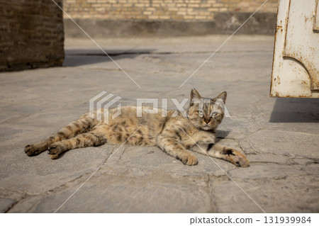 a stray cat lying on the street in Po-i-Kalyan, uzbekistan a stray cat lying on the street in Po-i-Kalyan, uzbekistan 131939984