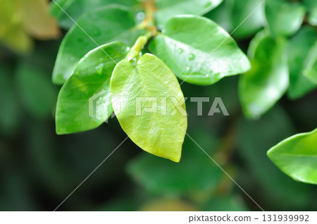 ficus pumila or climbing fig or MORACEAE and rain droplet ficus pumila or climbing fig or MORACEAE and rain droplet 131939992