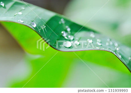 banana plant, blood banana or Musa acuminata or Musa balbisiana or rain droplet banana plant, blood banana or Musa acuminata or Musa balbisiana or rain droplet 131939993