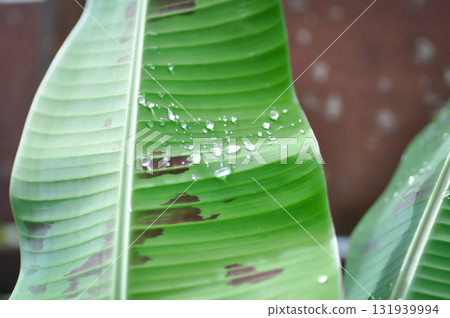 banana plant, blood banana or Musa acuminata or Musa balbisiana or rain droplet banana plant, blood banana or Musa acuminata or Musa balbisiana or rain droplet 131939994