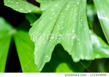 Caryota urens, Palmae or ARECACEAE or Caryota mitis Lour or Fishtail Palm or Wart Fishtail Palm and rain droplet 131939998