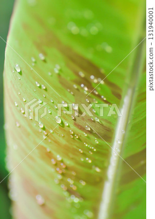 banana plant, blood banana or Musa acuminata or Musa balbisiana or rain droplet banana plant, blood banana or Musa acuminata or Musa balbisiana or rain droplet 131940001