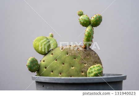 Opuntia rufida cactus growing new pads look like bunny ears. This cactus is a dense shrub with spines thinner than the finest human hairs must be treated with caution. Opuntia rufida cactus growing new pads look like bunny ears. This cactus is a dense shrub with spines thinner than the finest human hairs must be treated with caution. 131940023