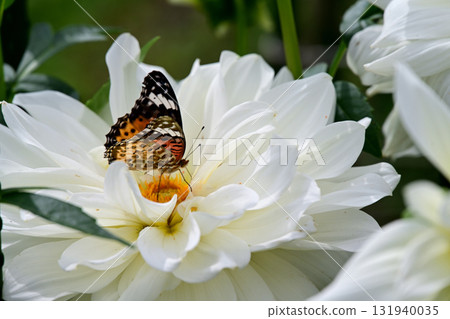 Butterflies smoking nectar 131940035