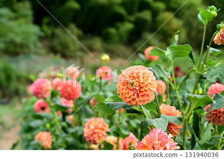 orange dahlia 131940036