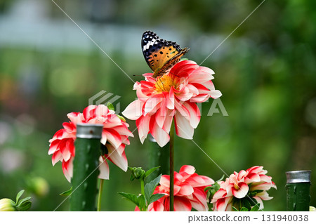 達利亞和蝴蝶 達利亞和蝴蝶 131940038