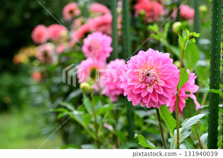 Pink Dahlia 131940039