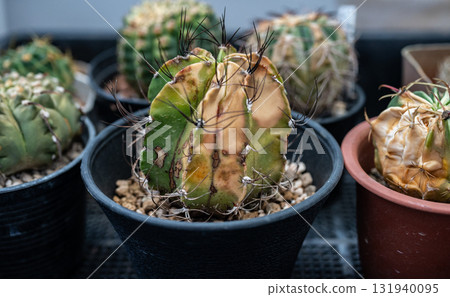 Astrophytum capricorne having sunburn damaged. Astrophytum capricorne having sunburn damaged. 131940095