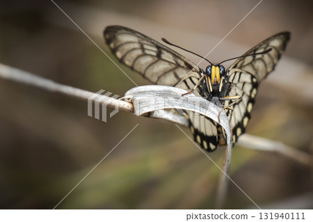 Glasswing Butterfly 131940111