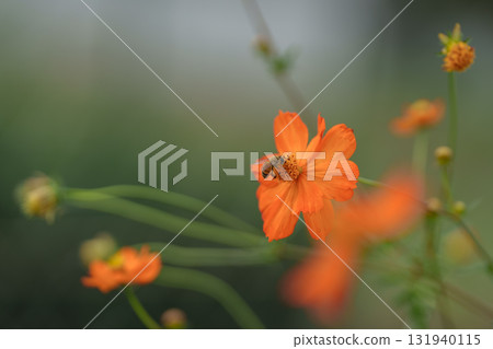 Bees that suck cosmos honey 131940115