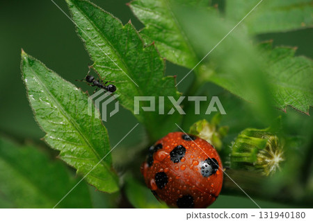 瓢蟲和工蟻被雨淋濕 131940180