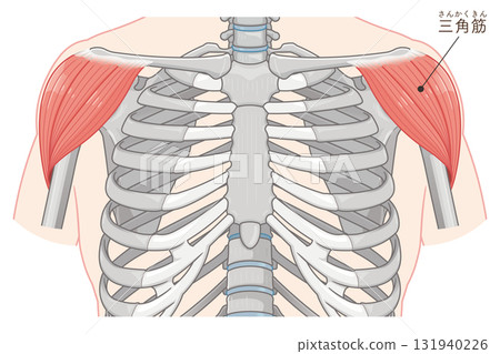 三角肌圖 131940226