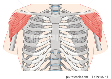 Deltoids illustration 131940231