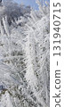 Hoar frost covering branches during winter hiking in Alsace, mobile photo. Scenic detail perfect for illustrating nature, cold season, winter landscape, and outdoor exploration. 131940715