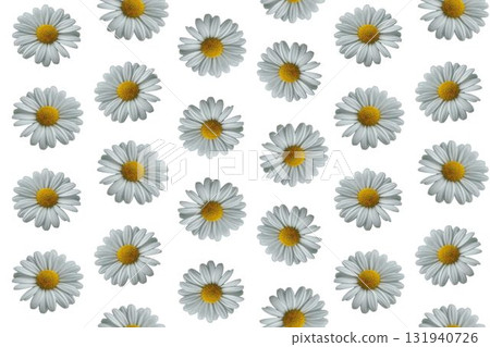 Daisy seamless pattern, white floral background Daisy seamless pattern, white floral background 131940726