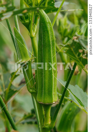Fresh okra growing in the field 131940827
