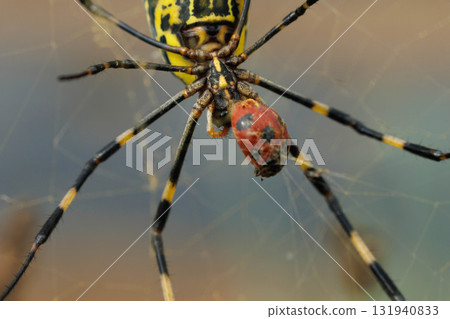A orb spider capturing a ladybug A orb spider capturing a ladybug 131940833