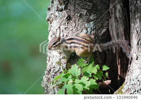 There are five stripes on the back ♪ A cute chipmunk There are five stripes on the back ♪ A cute chipmunk 131940846