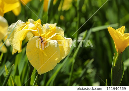 Flower iris Hanashobu 131940869