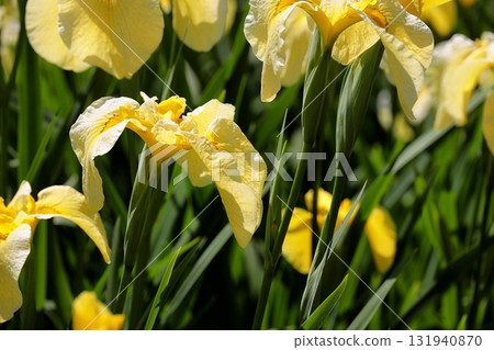 Flower iris Hanashobu 131940870
