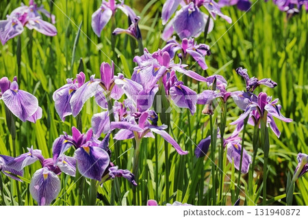 Flower iris Hanashobu Flower iris Hanashobu 131940872