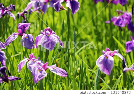 Flower iris Hanashobu Flower iris Hanashobu 131940873
