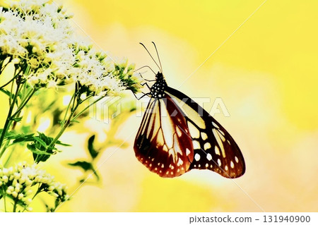 旅行蝴蝶栗虎2025 131940900