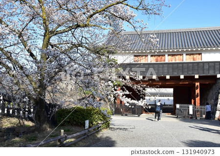 Matsumoto Castle Taikomon Gate (Ichinomon Gate, west side) and cherry blossoms in full bloom, Matsumoto City, Nagano Prefecture Matsumoto Castle Taikomon Gate (Ichinomon Gate, west side) and cherry blossoms in full bloom, Matsumoto City, Nagano Prefecture 131940973