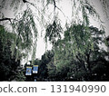 The sky over the willow trees in the park 131940990