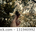 Pine cones found in the forest 131940992