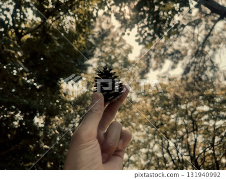 Pine cones found in the forest Pine cones found in the forest 131940992