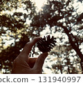 Pine cones and sunlight 131940997