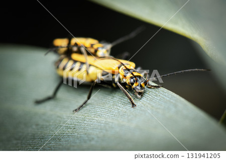 Yellow soldier beetle Yellow soldier beetle 131941205