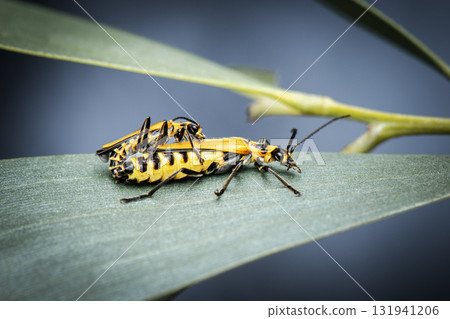Yellow soldier beetle 131941206