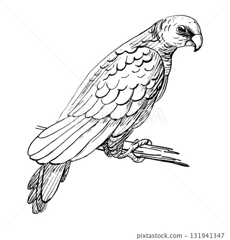 A large parrot perched on a branch. Realistic vector illustration for bird food design, interior decor, packaging, posters, postcards, and zoo tickets. A large parrot perched on a branch. Realistic vector illustration for bird food design, interior decor, packaging, posters, postcards, and zoo tickets. 131941347