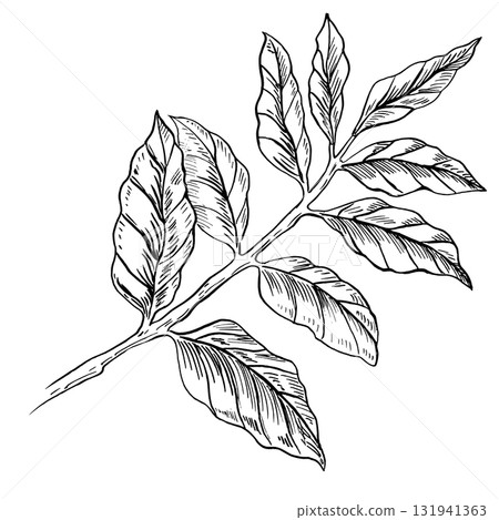 Coffee branch. Realistic graphics for coffee product design, packaging, posters, coffee shop interiors, and clothing and fabric printing. 131941363