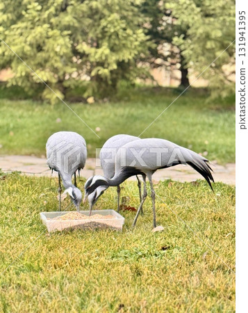 A beautiful grey crane in a country park in a warm autumn A beautiful grey crane in a country park in a warm autumn 131941395