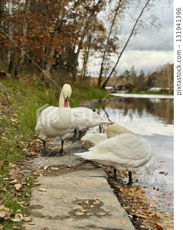 A white swan on the background of a lake and a pine forest in a country park in a warm autumn A white swan on the background of a lake and a pine forest in a country park in a warm autumn 131941396