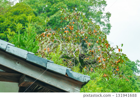 屋頂另一邊長著柿子 131941688