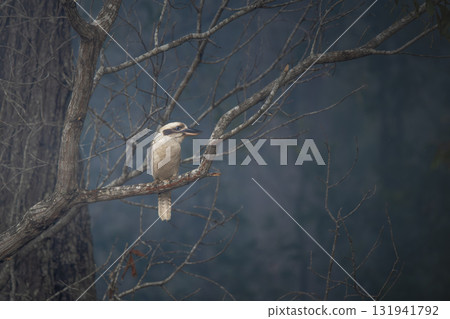 Laughing kookaburra surrounded by bush smoke Laughing kookaburra surrounded by bush smoke 131941792