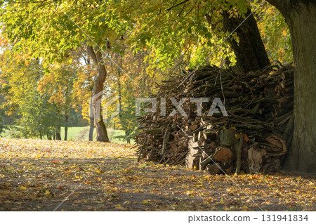 Cozy Autumn Wood Pile Under Tree In Park With Fallen Leaves And Dappled Light Cozy Autumn Wood Pile Under Tree In Park With Fallen Leaves And Dappled Light 131941834