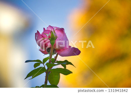 Pink Rose in Soft Focus Garden Scene With Blue Sky and Golden Background 131941842