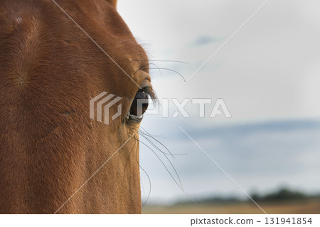 A beautiful close-up portrait captures the serene beauty of a horse's eye. 131941854