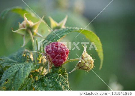 Close-Up of Ripe and Unripe Raspberry Growing on Green Plant Close-Up of Ripe and Unripe Raspberry Growing on Green Plant 131941856