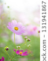 一朵粉紅色的波斯菊和一片波斯菊田 131941867