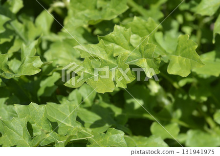 Balkan bears breeches 131941975