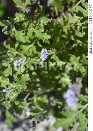 Lacy phacelia 131941977